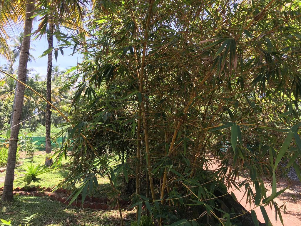 Divine Bliss Beach Resort Varkala Eksteriør billede
